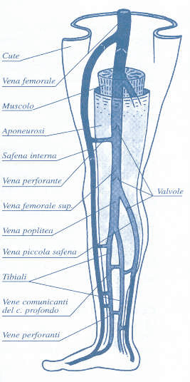 Abbritti - Sistema venoso